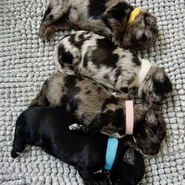 Aussiedoodle puppies from Miami Mini Doodles
