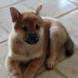 Bags - Sesame male Shiba Inu puppy in Honolulu, Hawaii from Slushpuppskies