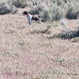 German Shorthaired Pointer All Grown Up from DragonPoint Gun Dogs