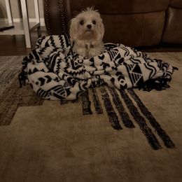Stormy - White female Maltese puppy in Asheville, North Carolina from TCBs Glowing Maltese