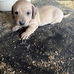 Chief Bogo - Cream male Dachshund puppy in Pearce, Arizona from Katy West Weenies