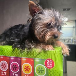 Izzy - Blue and gold female Yorkshire Terrier puppy in Yucca Valley, California from Deborah Punjak's Yorkshire Terriers
