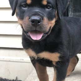 Rottweiler Puppies from Alpha Co. Rottweilers