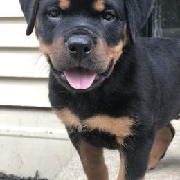 Rottweiler Puppies from Alpha Co. Rottweilers