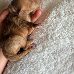 Red collar - Red  male Goldendoodle puppy in Homer, Georgia from Creekside Kennels
