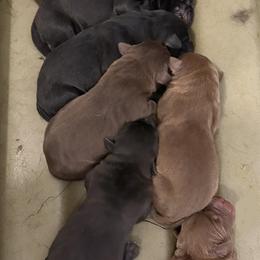 1st pick of Black Male pups - Black male Labrador Retriever puppy in Freeport, Illinois from Rock Hollow Retrievers