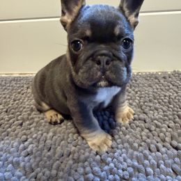 French Bulldog Puppies from Wyatt and co Frenchies