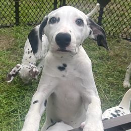 Purple Girl - White and black Dalmatian puppy in Lakeland, Florida from Ink Spot Canines