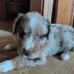 Yellow Collar - Red merle Australian Shepherd puppy in Kansas from Lifeline Ranch
