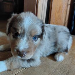 Yellow Collar - Red merle Australian Shepherd puppy in Kansas from Lifeline Ranch