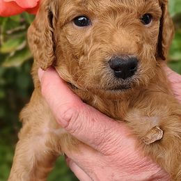 Bernedoodles and Goldendoodles from Doodles are Amazing