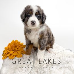 Wish - Blue merle male Bernedoodle puppy in Baroda, Michigan from Great Lakes Bernedoodles