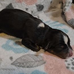 Australian Shepherd Puppies from Nicole Brinton