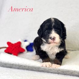 America - Tri-color female Bernedoodle puppy in Williamson, New York from Lakeside Doodles