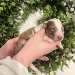 Collie Puppies from Jolly Collies