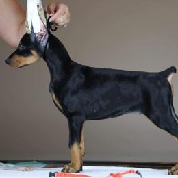 Doberman Pinscher Puppies from Prima Dobermans