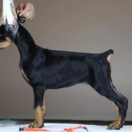 Doberman Pinscher Puppies from Prima Dobermans