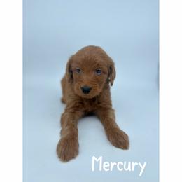 Mercury - Red  female Goldendoodle puppy in Smithfield, Kentucky from KBK9 Kennels