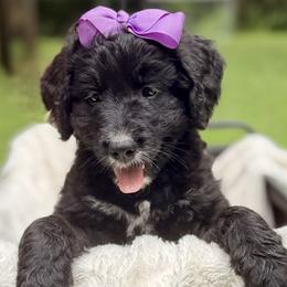 Violet (Purple) - Black and white female Bernedoodle puppy in Noblesville, Indiana from NOB Bernedoodles