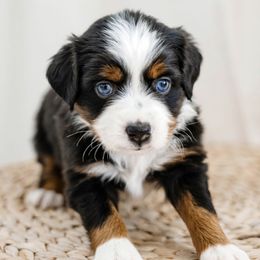 Goldie - Black Miniature Australian Shepherd puppy in Jerome, Idaho from Merrick Mini Aussies