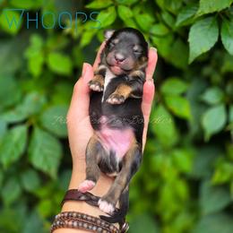 Whoops - Black tri-color male Aussiedoodle puppy in Centreville, Mississippi from Trin's Designer Doodles
