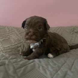 Macy - Chocolate female Havanese puppy in Portage, Indiana from Happiness in Havanese