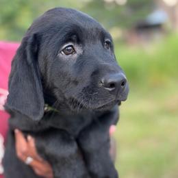Max - Black male Labrador Retriever puppy in Archer Lodge, North Carolina from Archer Lodge Labradors