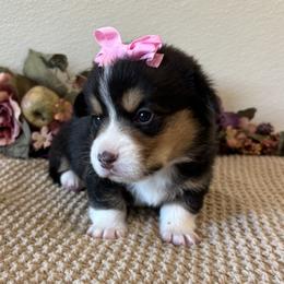 HALEY - Black and tan female Pembroke Welsh Corgi puppy in Hinton, Oklahoma from Green Cloud Ranch