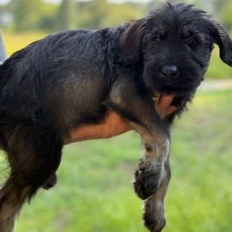 Circe - Pepper and salt female Giant Schnauzer puppy in Goodrich, Texas from Silver Creek Giant Schnauzers