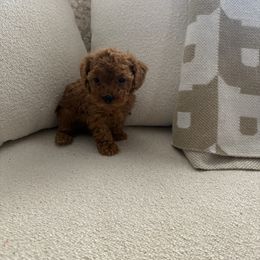Peanut - Red  male Poodle puppy in Fresno, California from Bri’s Toy Poodles