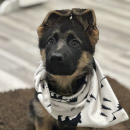 German Shepherd Puppies from Pridelands