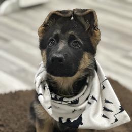 German Shepherd Puppies from Pridelands