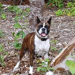 Shila - Boxer
