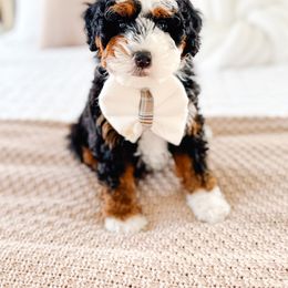 Bernedoodle Puppies from Jordan Family Doodles