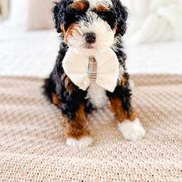 Bernedoodle Puppies from Jordan Family Doodles