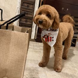 Emmie - Cavapoo