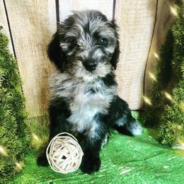 Aussiedoodle and Australian Shepherd Puppies from Mr and Mrs Doodle Farm