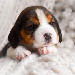 Nova - Blue tan and white female Beagle puppy in Caldwell, Ohio from Folklore Kennel