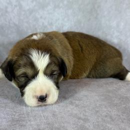 Onyx - Black Collar Male - Sable male Pembroke Welsh Corgi puppy in Victoria, Texas from Clear Creek Corgis