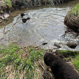 German Shepherd Puppies from Salty Raccoon Ranch German Shepherds