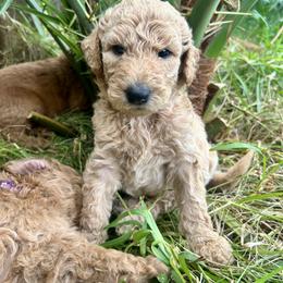 Poodle Puppies from Kauai Poodles