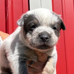 Boy 4 - Blue male Australian Cattle Dog puppy in Morton, Mississippi from Heart K Kennels