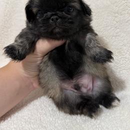 Walnut - Fawn male Pekingese puppy in Clinton, Tennessee from Gracelands Pekingese