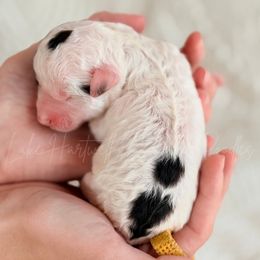 Rodeo - Parti male Poodle puppy in Hartwell, Georgia from Lake Hartwell Standard Poodles