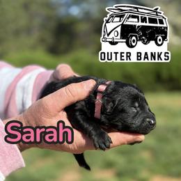 Sarah - Bi-color female German Shepherd puppy in Murrayville, Georgia from Vom Clark’s German Shepherds