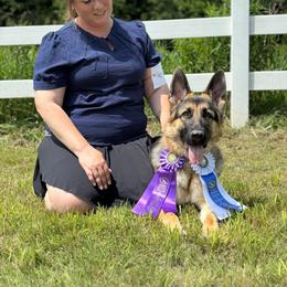 Puffin - German Shepherd