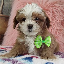 Maltipoos and Morkies from Gina's Puppies