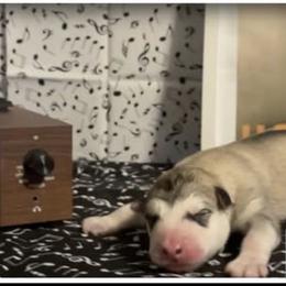 Heathen - Sable and white female Alaskan Malamute puppy in Easton, Maryland from Stars Howl-O Kennels by FurEver Friends Inc