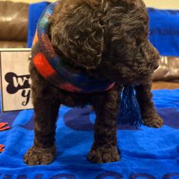 Poodle Puppies from Semmy’s standard Poodle