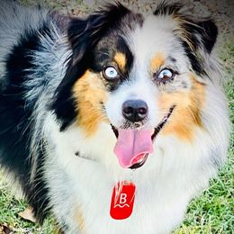 BLUE - Miniature American Shepherd